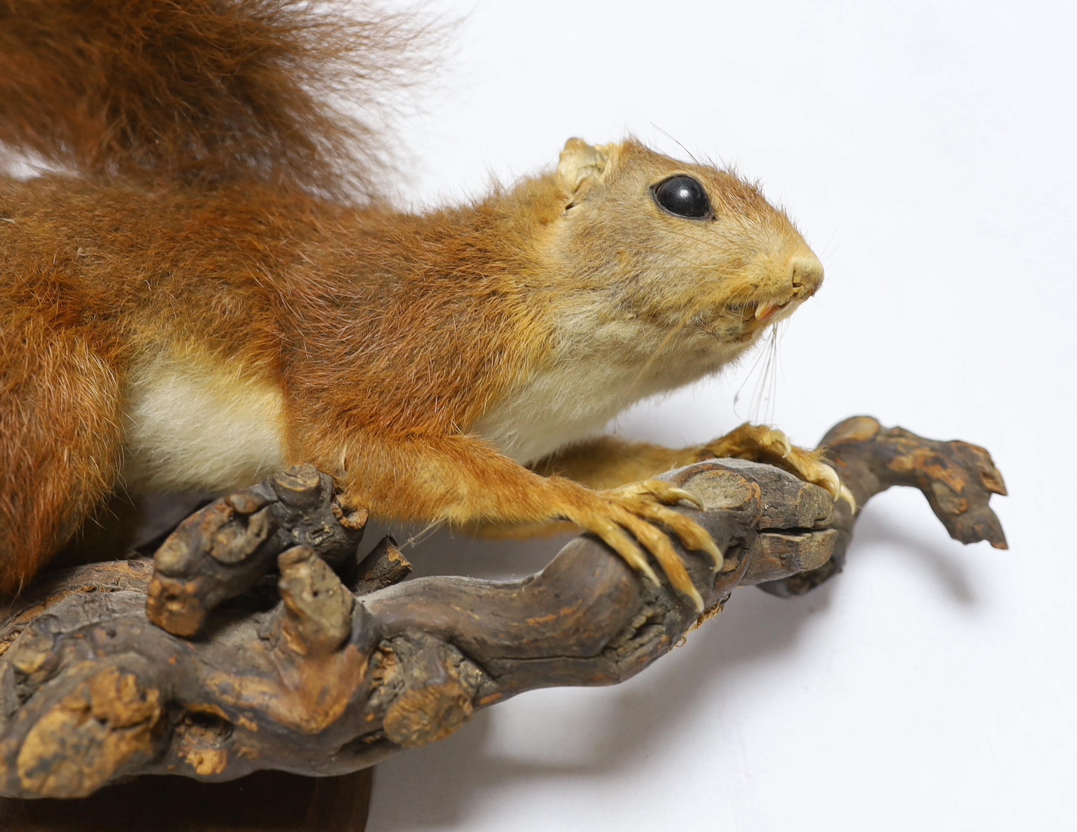 A taxidermy red squirrel on branch, 29cm wide